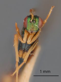 Podagrion greeni by the Smithsonian. Used under a CC0 license.