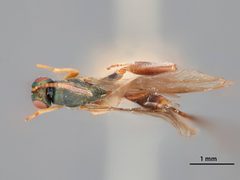 Podagrion greeni by the Smithsonian. Used under a CC0 license.