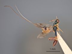 Podagrion greeni by the Smithsonian. Used under a CC0 license.