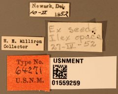 Torymus rugglesi by the Smithsonian. Used under a CC0 license.