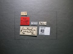 Centrobia odonatae by the Smithsonian. Used under a CC0 license.