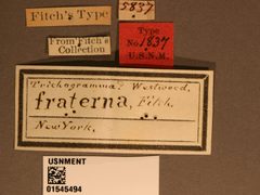 Trichogramma fraternus by the Smithsonian. Used under a CC0 license.