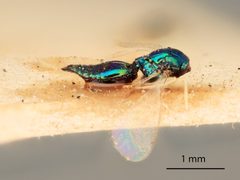 Trichogramma fraternus by the Smithsonian. Used under a CC0 license.