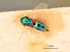 Trichogramma fraternus by the Smithsonian. Used under a CC0 license.