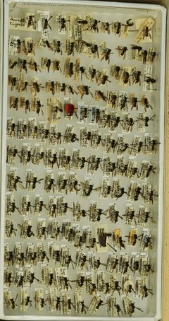 Ancistrocerus adiabatus abadiatus by the Smithsonian. Used under a CC0 license.