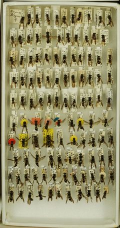 Ancistrocerus adiabatus abadiatus by the Smithsonian. Used under a CC0 license.