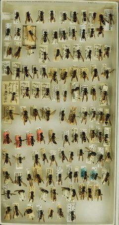 Ancistrocerus adiabatus abadiatus by the Smithsonian. Used under a CC0 license.