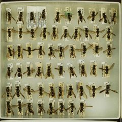 Ancistrocerus adiabatus abadiatus by the Smithsonian. Used under a CC0 license.