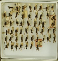 Ancistrocerus adiabatus abadiatus by the Smithsonian. Used under a CC0 license.