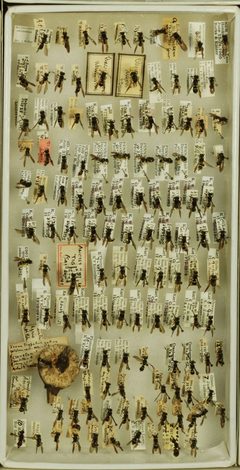 Ancistrocerus adiabatus abadiatus by the Smithsonian. Used under a CC0 license.
