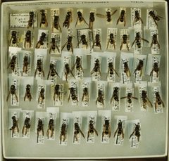 Ancistrocerus adiabatus abadiatus by the Smithsonian. Used under a CC0 license.