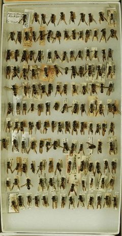Ancistrocerus adiabatus abadiatus by the Smithsonian. Used under a CC0 license.