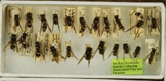 Ancistrocerus albophaleratus by the Smithsonian. Used under a CC0 license.