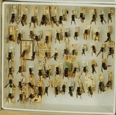 Ancistrocerus albophaleratus by the Smithsonian. Used under a CC0 license.