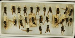 Ancistrocerus albophaleratus by the Smithsonian. Used under a CC0 license.