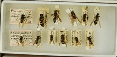 Ancistrocerus albophaleratus by the Smithsonian. Used under a CC0 license.