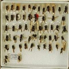 Ancistrocerus albophaleratus by the Smithsonian. Used under a CC0 license.