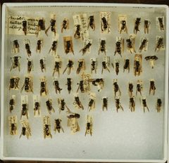 Ancistrocerus albophaleratus by the Smithsonian. Used under a CC0 license.