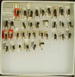 Ancistrocerus bustamente by the Smithsonian. Used under a CC0 license.