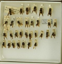 Ancistrocerus campestris by the Smithsonian. Used under a CC0 license.