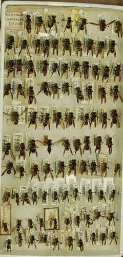 Ancistrocerus campestris by the Smithsonian. Used under a CC0 license.