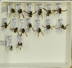 Ancistrocerus campestris by the Smithsonian. Used under a CC0 license.