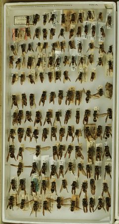 Ancistrocerus campestris by the Smithsonian. Used under a CC0 license.