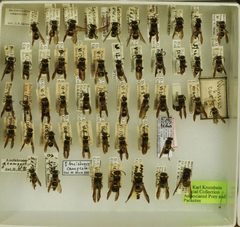 Ancistrocerus campestris by the Smithsonian. Used under a CC0 license.
