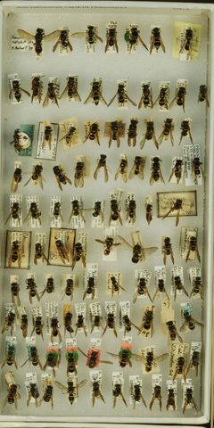 Ancistrocerus catskill catskill by the Smithsonian. Used under a CC0 license.