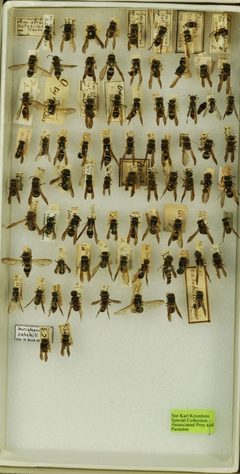 Ancistrocerus catskill catskill by the Smithsonian. Used under a CC0 license.