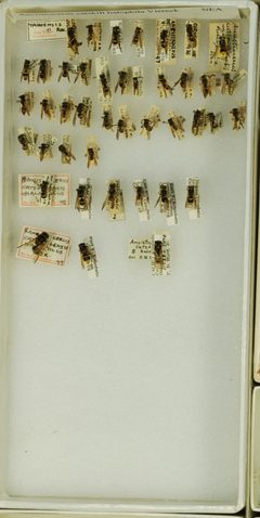 Ancistrocerus catskill halophila by the Smithsonian. Used under a CC0 license.