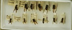 Ancistrocerus catskill catskill by the Smithsonian. Used under a CC0 license.