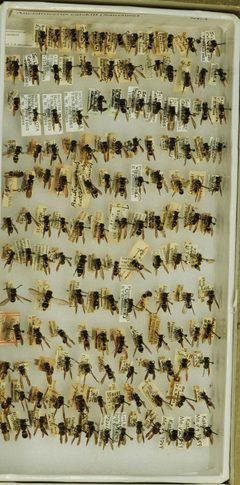 Ancistrocerus catskill catskill by the Smithsonian. Used under a CC0 license.
