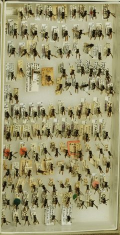 Ancistrocerus catskill catskill by the Smithsonian. Used under a CC0 license.