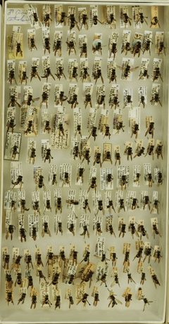 Ancistrocerus catskill catskill by the Smithsonian. Used under a CC0 license.