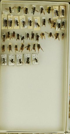 Ancistrocerus catskill catskill by the Smithsonian. Used under a CC0 license.