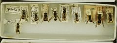 Ancistrocerus gazella by the Smithsonian. Used under a CC0 license.