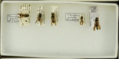 Ancistrocerus gazella by the Smithsonian. Used under a CC0 license.