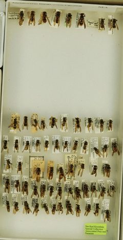 Ancistrocerus lineativentris by the Smithsonian. Used under a CC0 license.