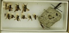 Ancistrocerus lutonidus by the Smithsonian. Used under a CC0 license.
