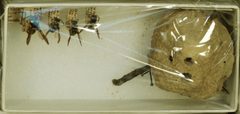 Ancistrocerus lutonidus by the Smithsonian. Used under a CC0 license.
