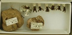 Ancistrocerus lutonidus by the Smithsonian. Used under a CC0 license.