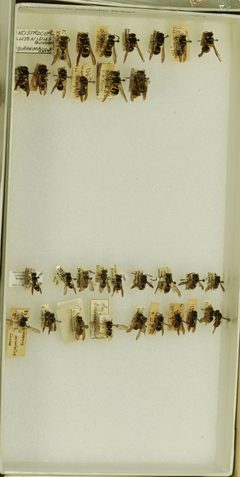 Ancistrocerus lutonidus by the Smithsonian. Used under a CC0 license.