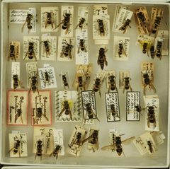 Ancistrocerus parietum by the Smithsonian. Used under a CC0 license.