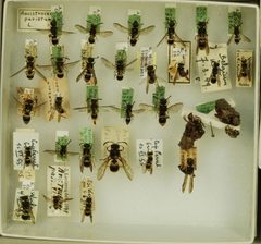 Ancistrocerus parietum by the Smithsonian. Used under a CC0 license.
