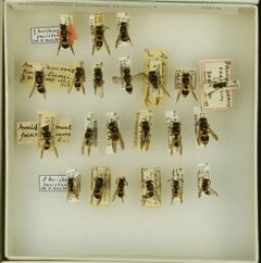 Ancistrocerus parietum by the Smithsonian. Used under a CC0 license.