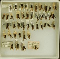 Ancistrocerus spilogaster by the Smithsonian. Used under a CC0 license.