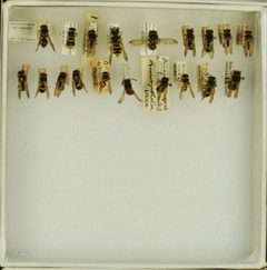 Ancistrocerus spilogaster by the Smithsonian. Used under a CC0 license.