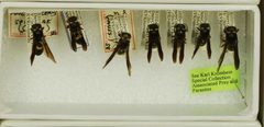 Ancistrocerus spinolae by the Smithsonian. Used under a CC0 license.