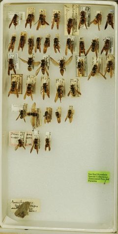 Ancistrocerus tuberculocephalus by the Smithsonian. Used under a CC0 license.